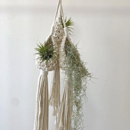 Macrame plant hanger with air plants against a white background