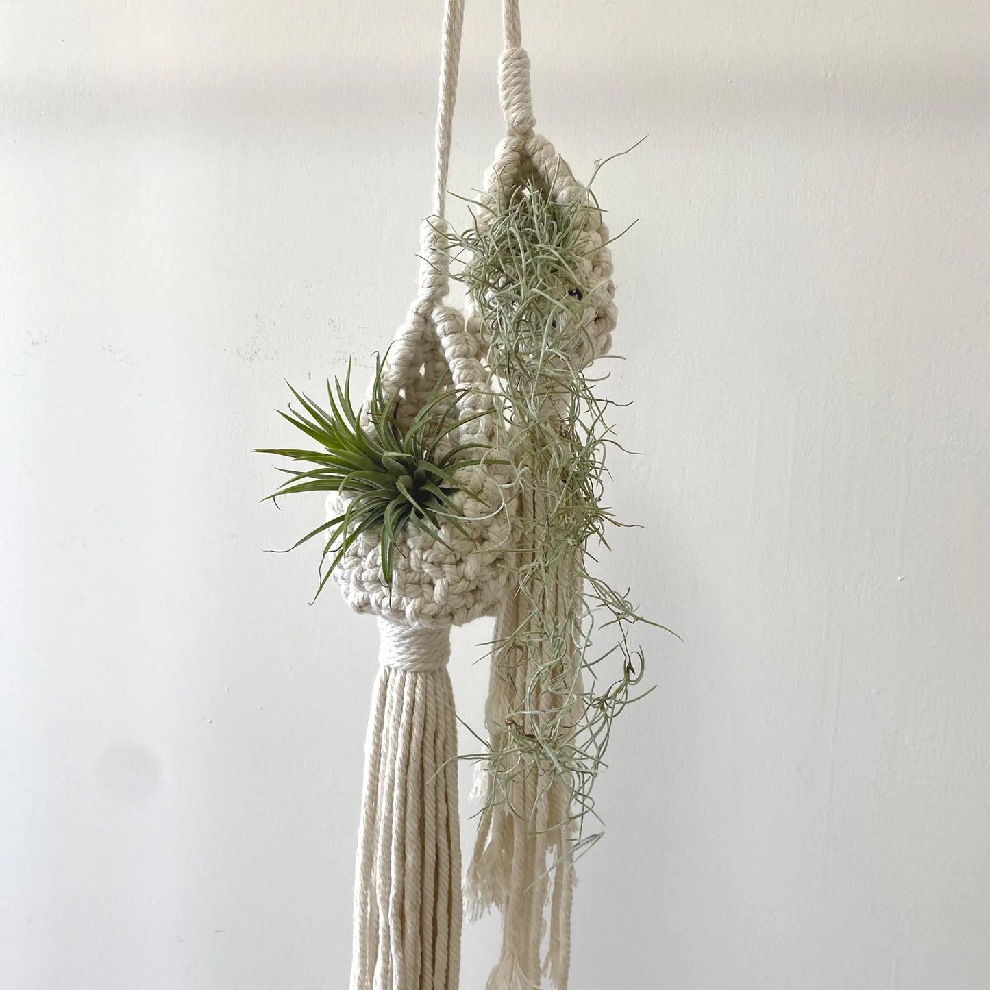 Macrame plant hanger with air plants against a plain background