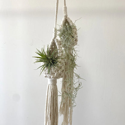Macrame plant hanger with air plants against a plain background