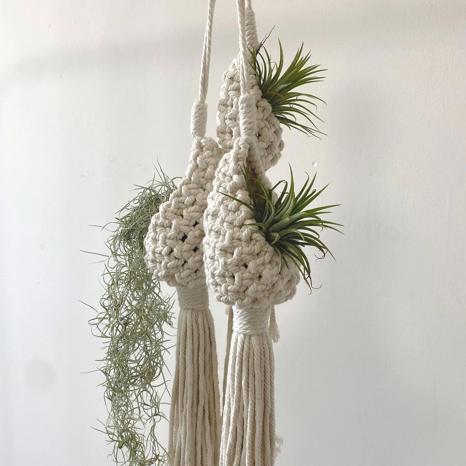 Two macrame plant hangers with air plants against a light background